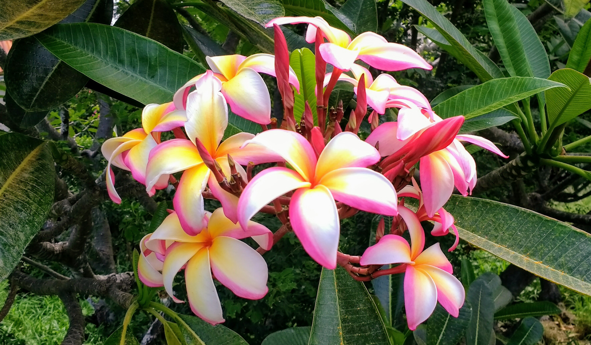 Plumeria